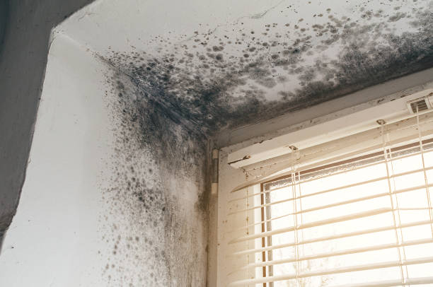 Affordable Commercial Mold Remediation solutions in Orviston, PA